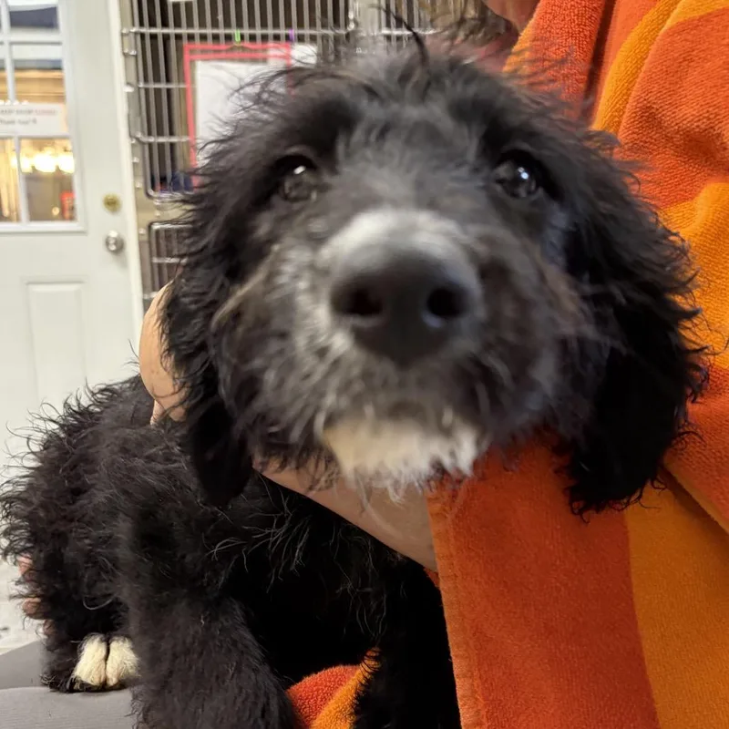 A baby small-sized female Black Mixed Breed dog named Scooby Pup: Daphne for adoption in Falls Church, VA
