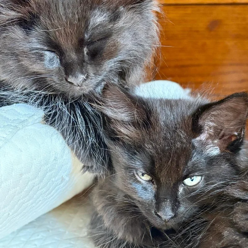 A baby small-sized female Domestic Long Hair cat named Poof Salad for adoption in Commerce City, CO