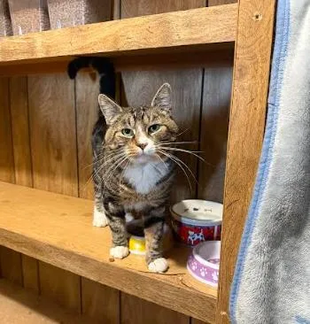 An adult medium-sized male Tabby (Brown / Chocolate) Domestic Short Hair cat named Mickie for adoption in Everett, WA