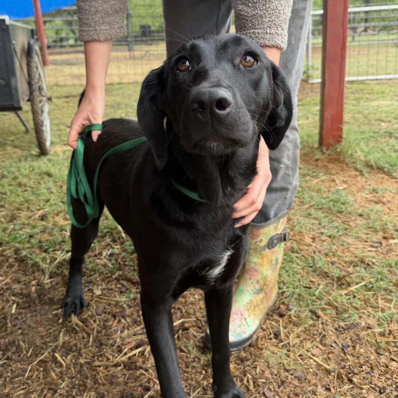 A young medium-sized female Black Labrador Retriever dog named Sabrina for adoption in Seguin, TX