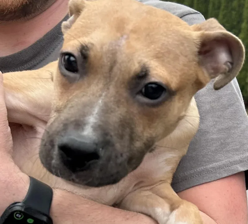 A young medium-sized male Yellow / Tan / Blond / Fawn Staffordshire Bull Terrier dog named Abner for adoption in Traverse City, MI