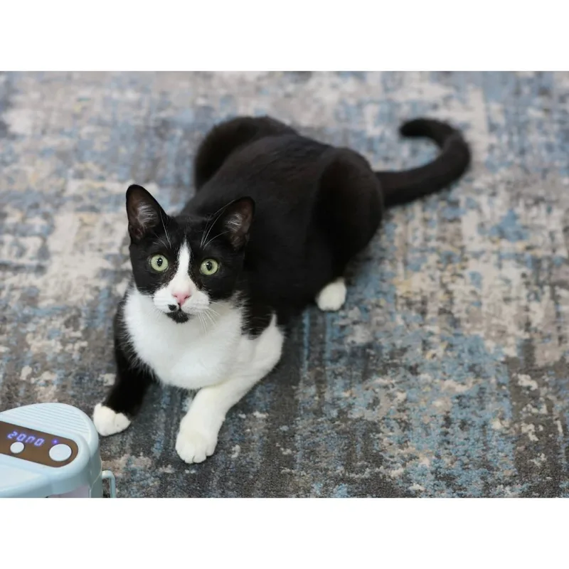 Bean thumbnail 4