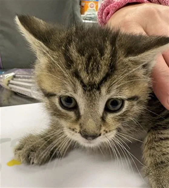 A baby small-sized male Domestic Short Hair cat named Rat Snake for adoption in Aliquippa, PA