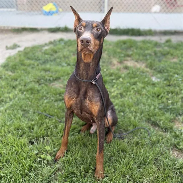 An adult large-sized male Doberman Pinscher dog named Rusty for adoption in Modesto, CA