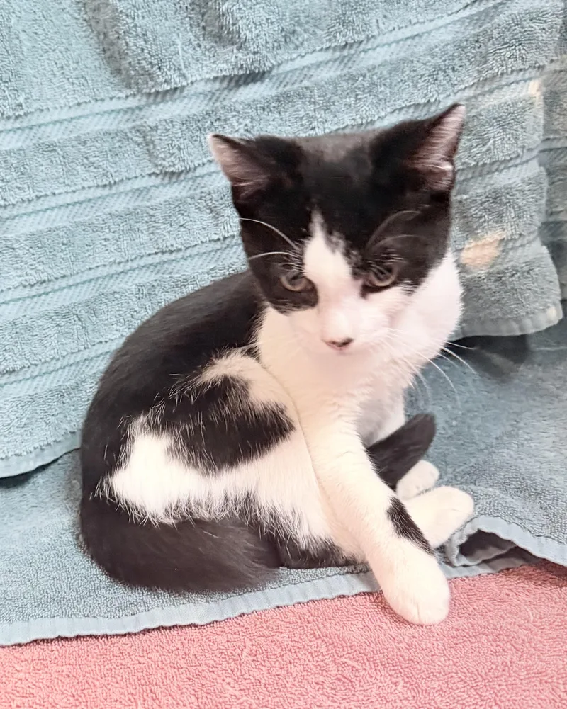 A baby medium-sized female Domestic Short Hair cat named Bronco for adoption in Elizabethtown, NC
