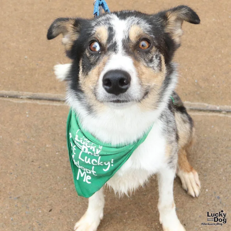 A young medium-sized male Australian Shepherd dog named Lopez for adoption in Washington, DC