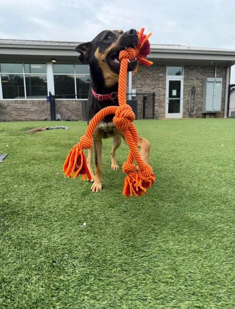 Mandolin thumbnail 2