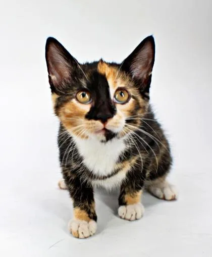 A baby small-sized female Domestic Short Hair cat named Cinnamon Roll for adoption in Morton Grove, IL