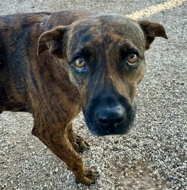 An adult large-sized female Boxer dog named Macie for adoption in Tucson, AZ