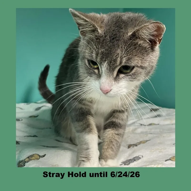 An adult medium-sized female Gray / Blue / Silver Domestic Short Hair cat named Shortcake for adoption in Owosso, MI