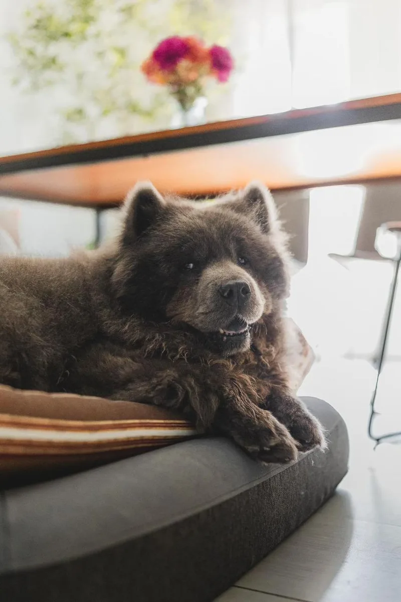 A senior large-sized male Gray / Blue / Silver Chow Chow dog named Baloo for adoption in Los Angeles, CA
