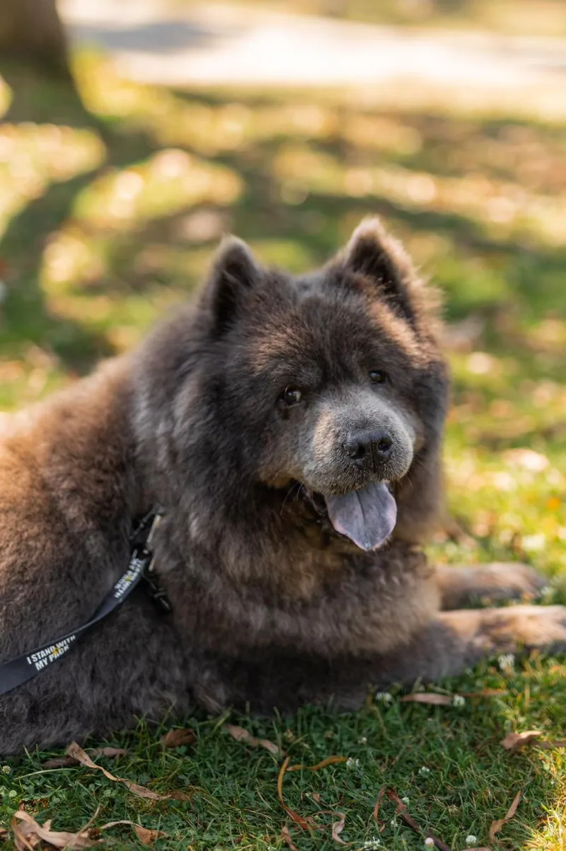 Baloo thumbnail 2