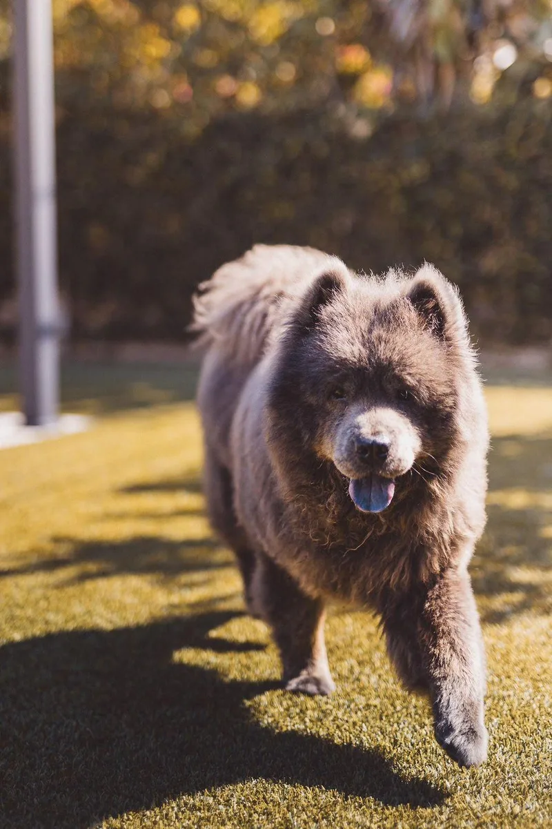 Baloo thumbnail 3