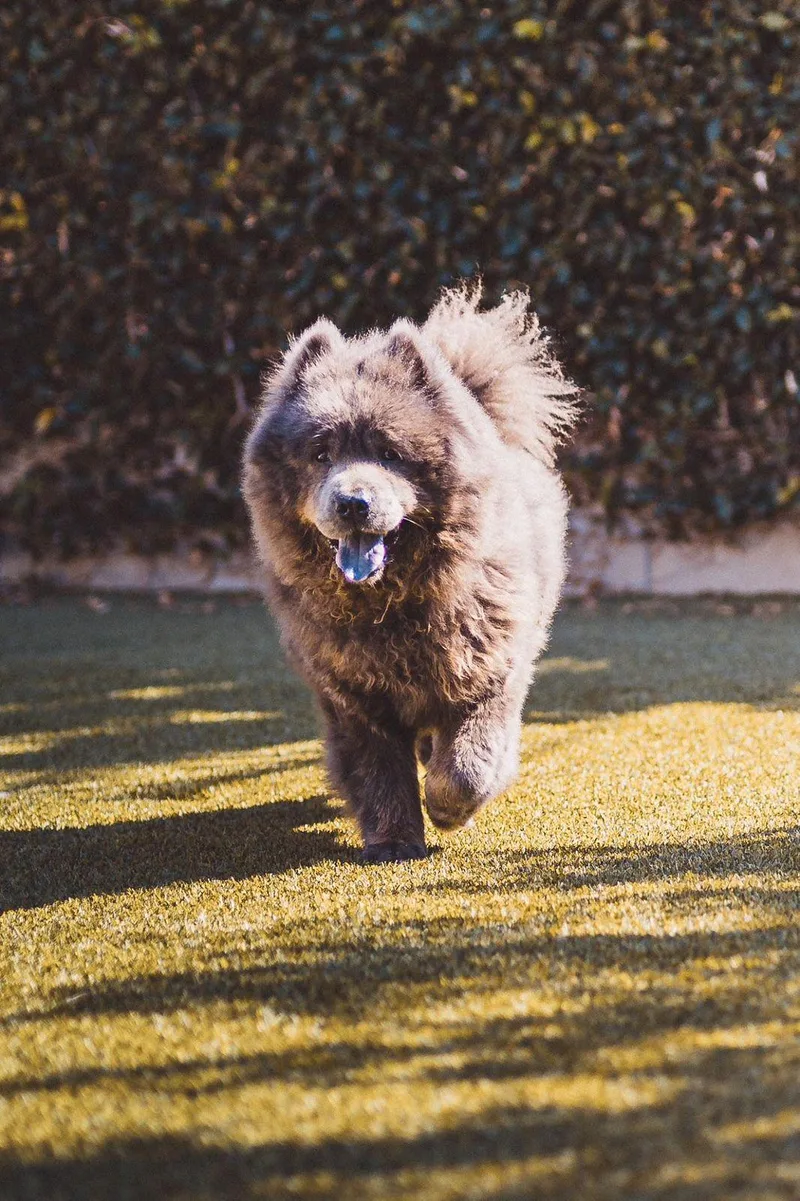 Baloo thumbnail 4