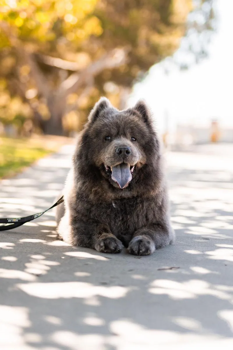 Baloo thumbnail 6