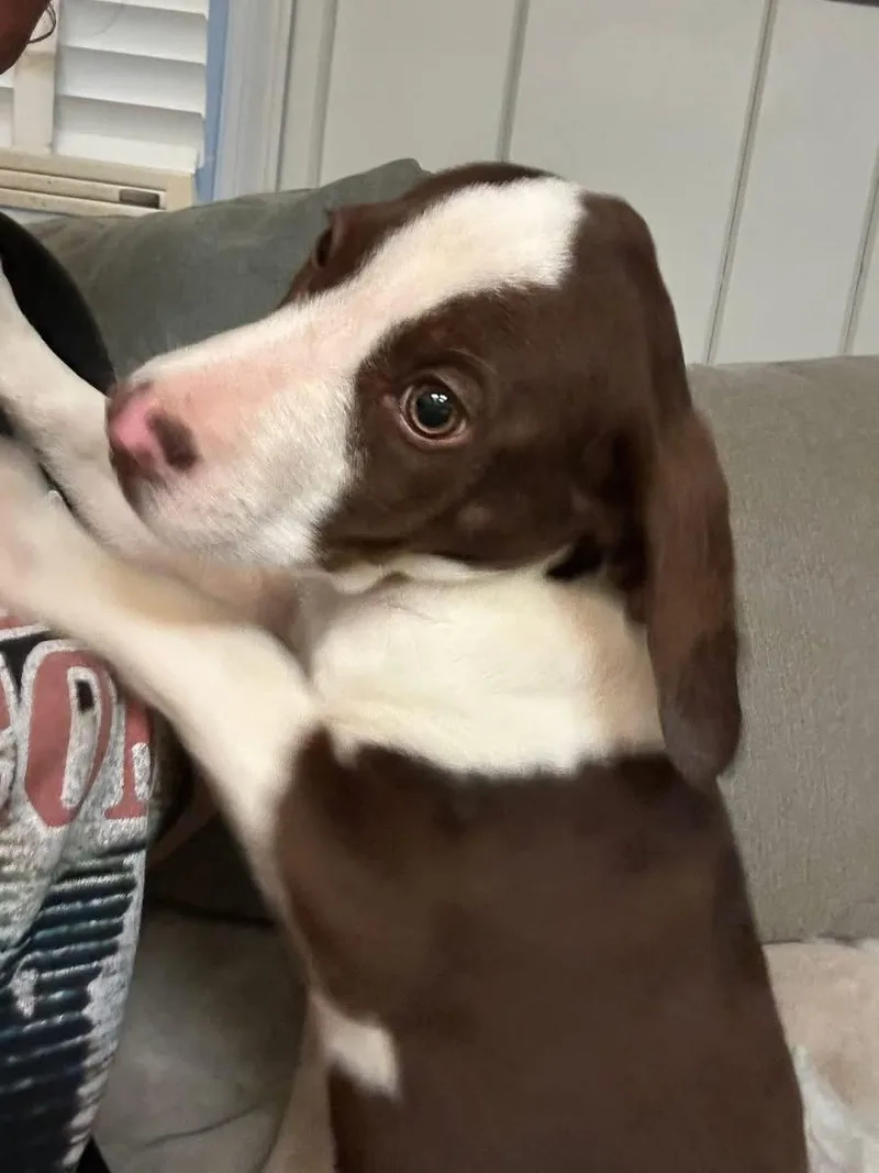 Carmella thumbnail 2