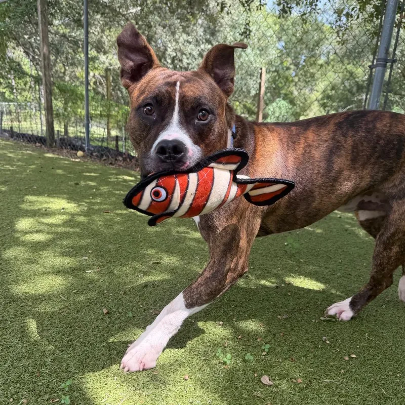 An adult large-sized male Mixed Breed dog named Oogie Boogie for adoption in Titusville, FL
