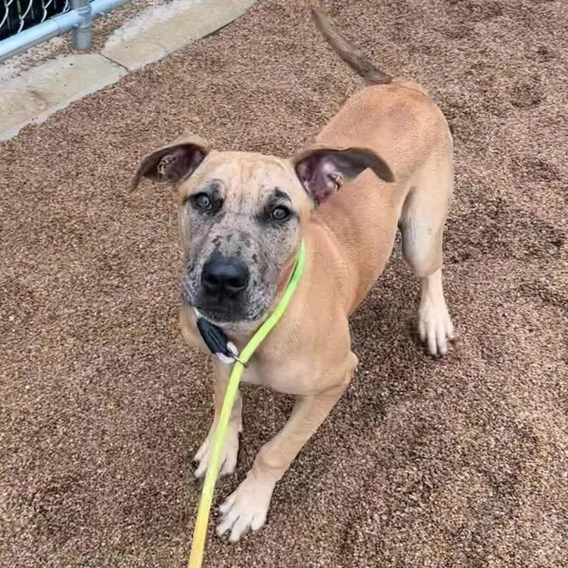 A young large-sized female Yellow / Tan / Blond / Fawn Catahoula Leopard Dog dog named Remy for adoption in Sand Springs, OK