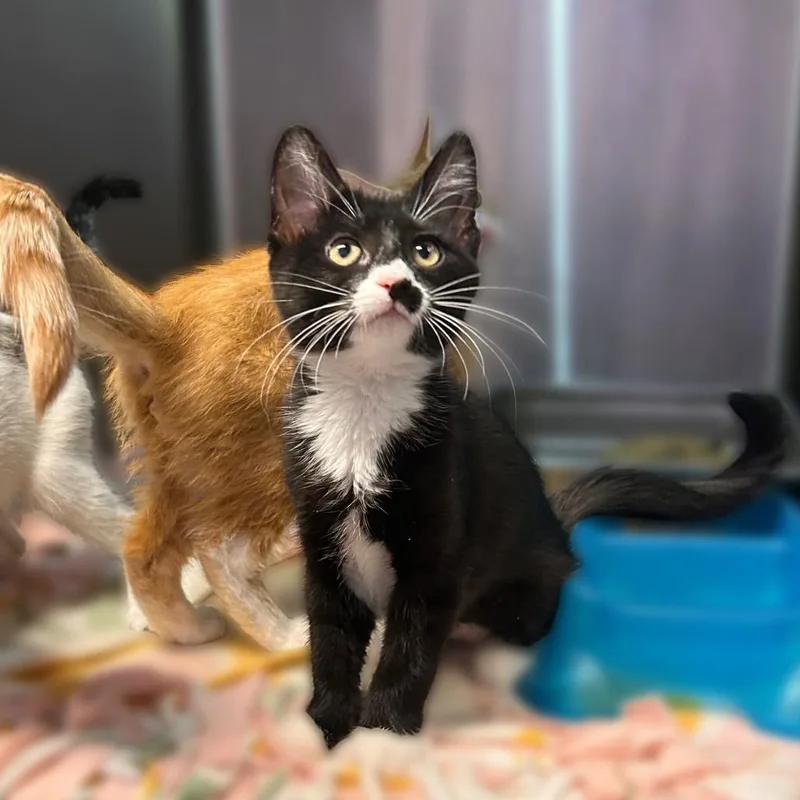 A baby small-sized female Black Domestic Short Hair cat named Brambleberry Crisp for adoption in Davenport, IA
