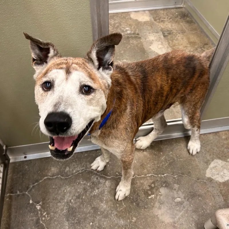 A senior medium-sized male Pit Bull Terrier dog named Jack Jack for adoption in Woodinville, WA