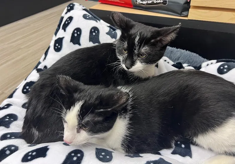 Dipper & Mabel thumbnail 2