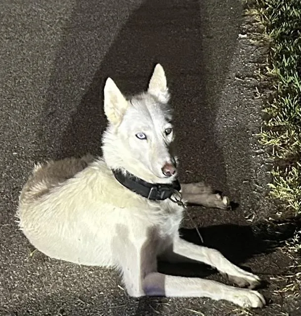 An adult medium-sized female Siberian Husky dog named Luna for adoption in Fort Myers, FL