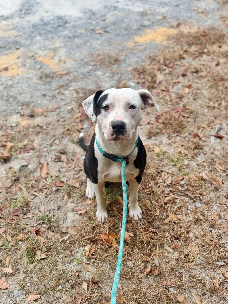 An adult medium-sized female Mixed Breed dog named 007 for adoption in Elizabethtown, NC
