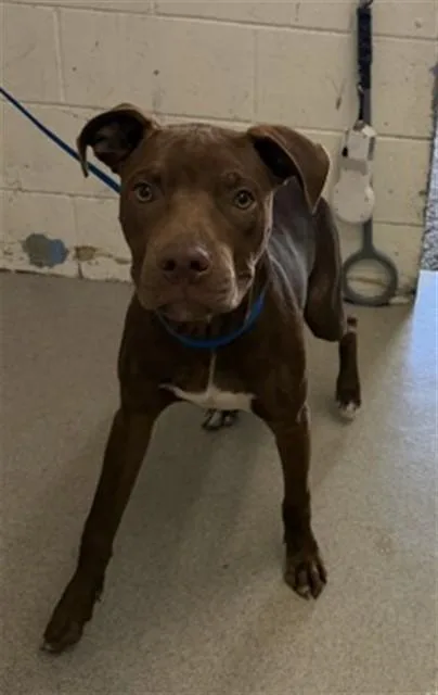 A young small-sized male Pit Bull Terrier dog named Graham for adoption in San Bernardino, CA