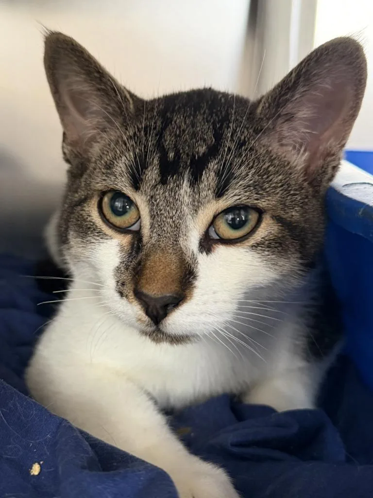 A baby medium-sized male Domestic Short Hair cat named Lotus for adoption in Pomona, NY