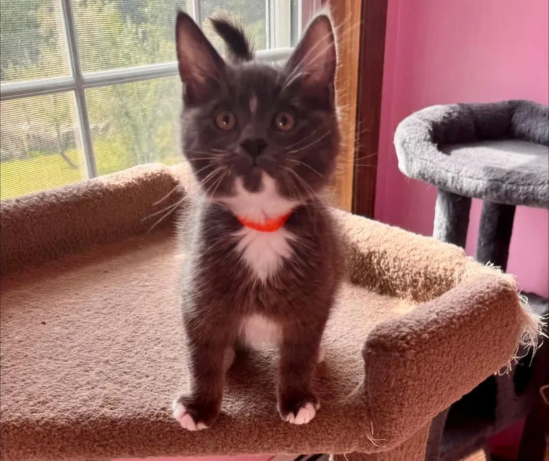 A baby small-sized male Domestic Short Hair cat named Gulliver for adoption in Gorham, ME