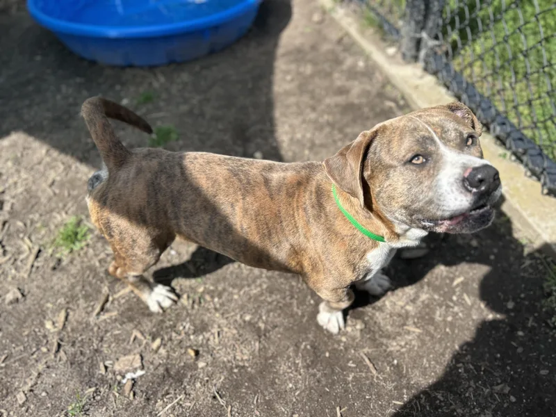 A young medium-sized male Corgi dog named Mr. Hotdog for adoption in Southold, NY