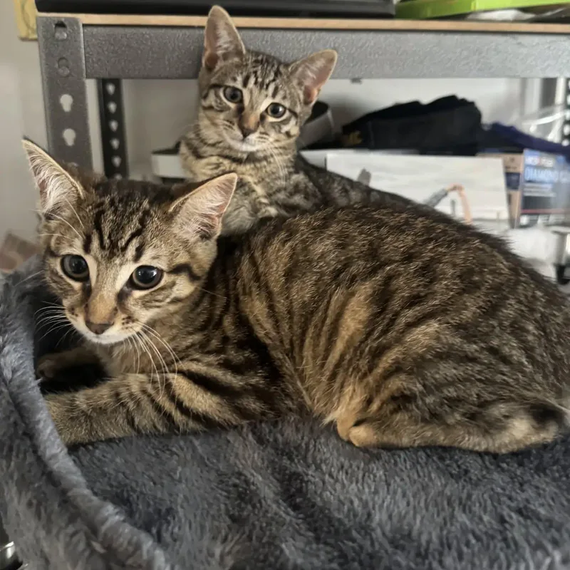 A baby large-sized male Tabby (Brown / Chocolate) Domestic Short Hair cat named Trinity & Bryce for adoption in HANSON, MA
