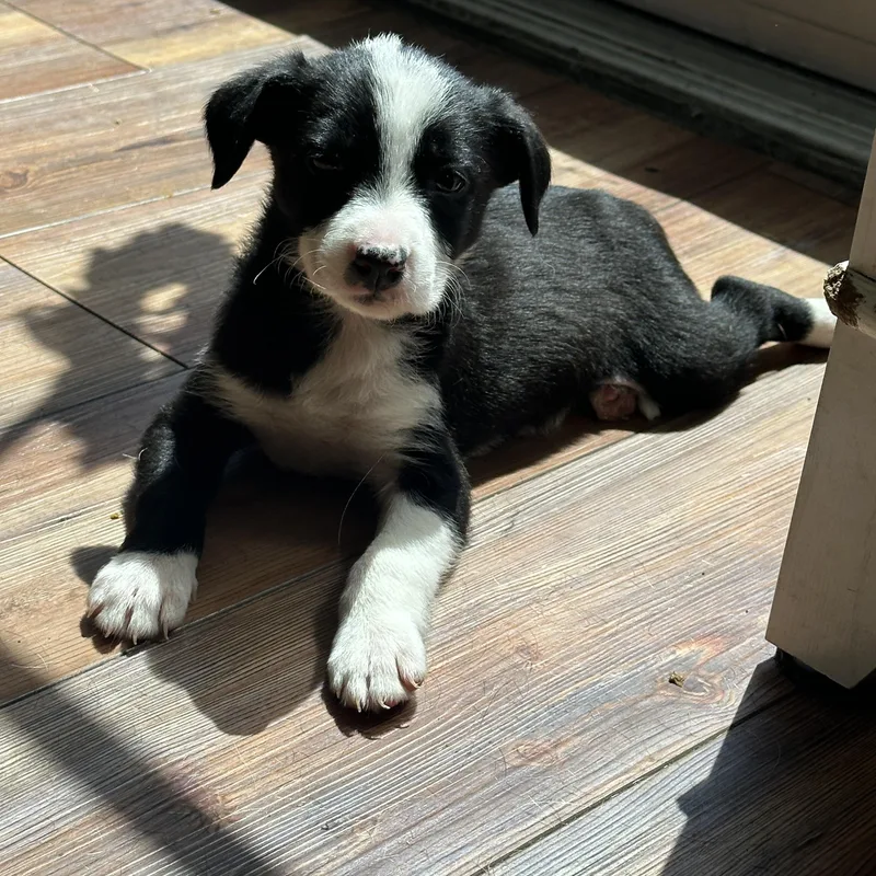 A baby small-sized male Fox Terrier dog named Flethcer for adoption in Penryn, CA