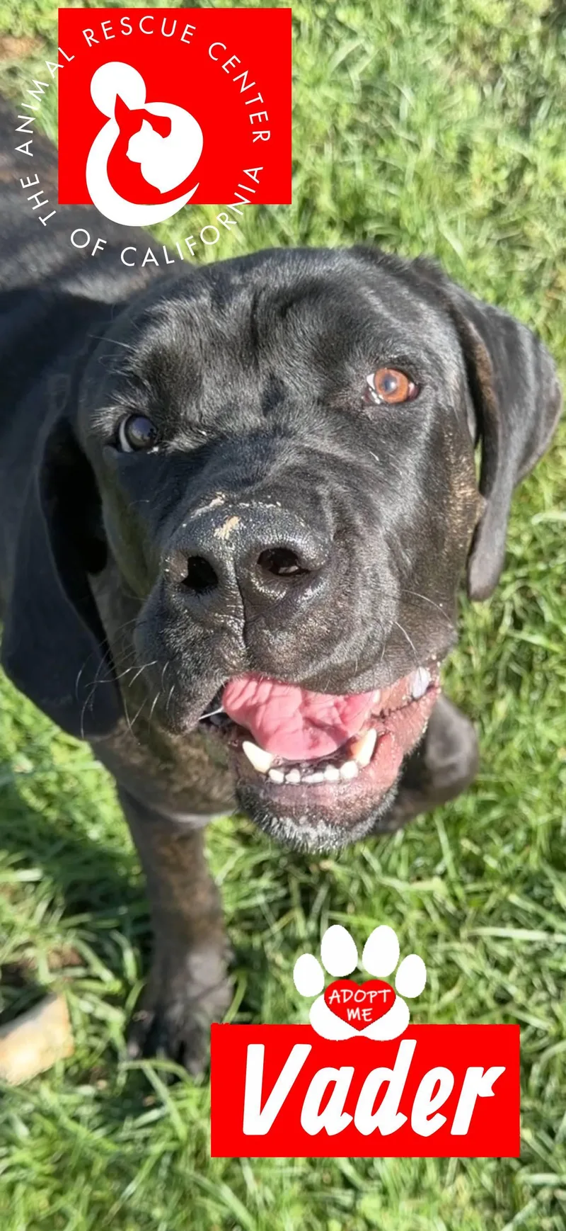 A young extra large-sized male Mastiff dog named Vader for adoption in Coachella, CA
