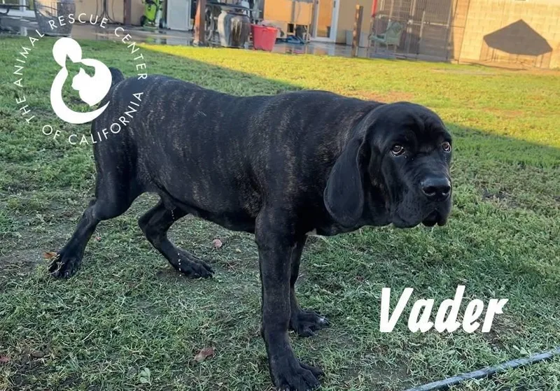 Vader thumbnail 2