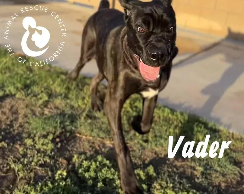 Vader thumbnail 3