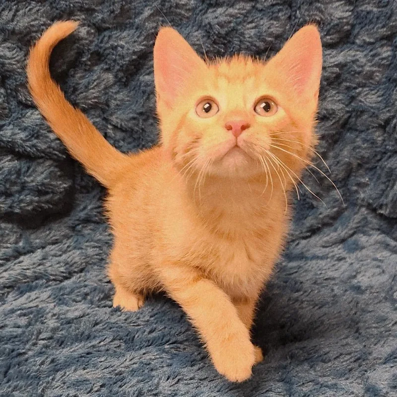 A baby small-sized male Orange / Red Domestic Short Hair cat named Slushy for adoption in Brighton, MO