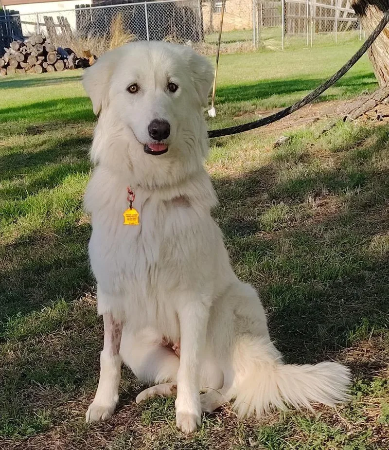 A baby large-sized female Great Pyrenees dog named Muffin for adoption in North Syracuse, NY