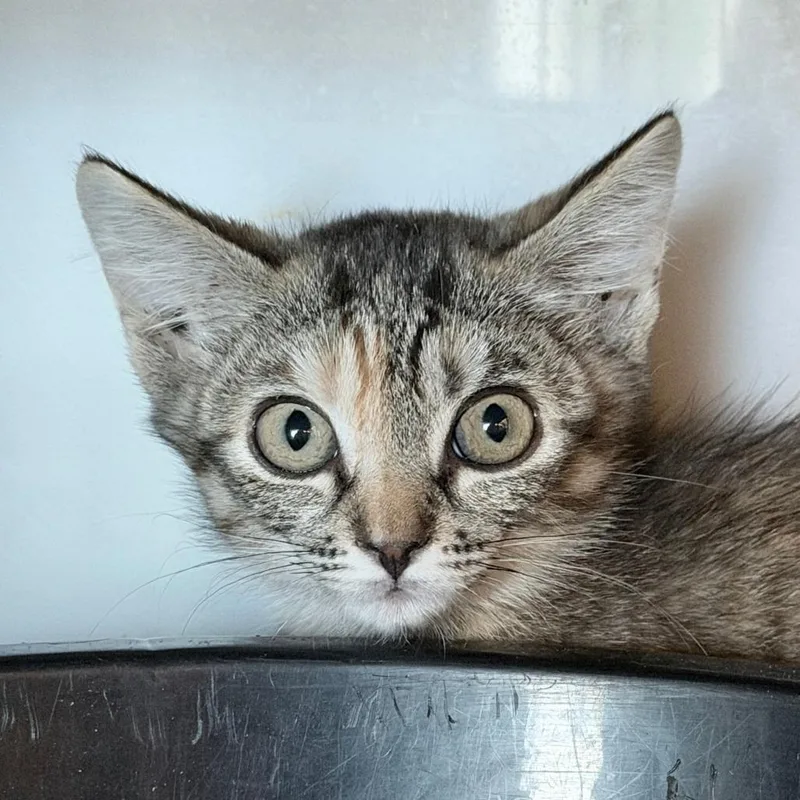 A baby small-sized female Black Domestic Medium Hair cat named Marzipan for adoption in Palm Springs, CA