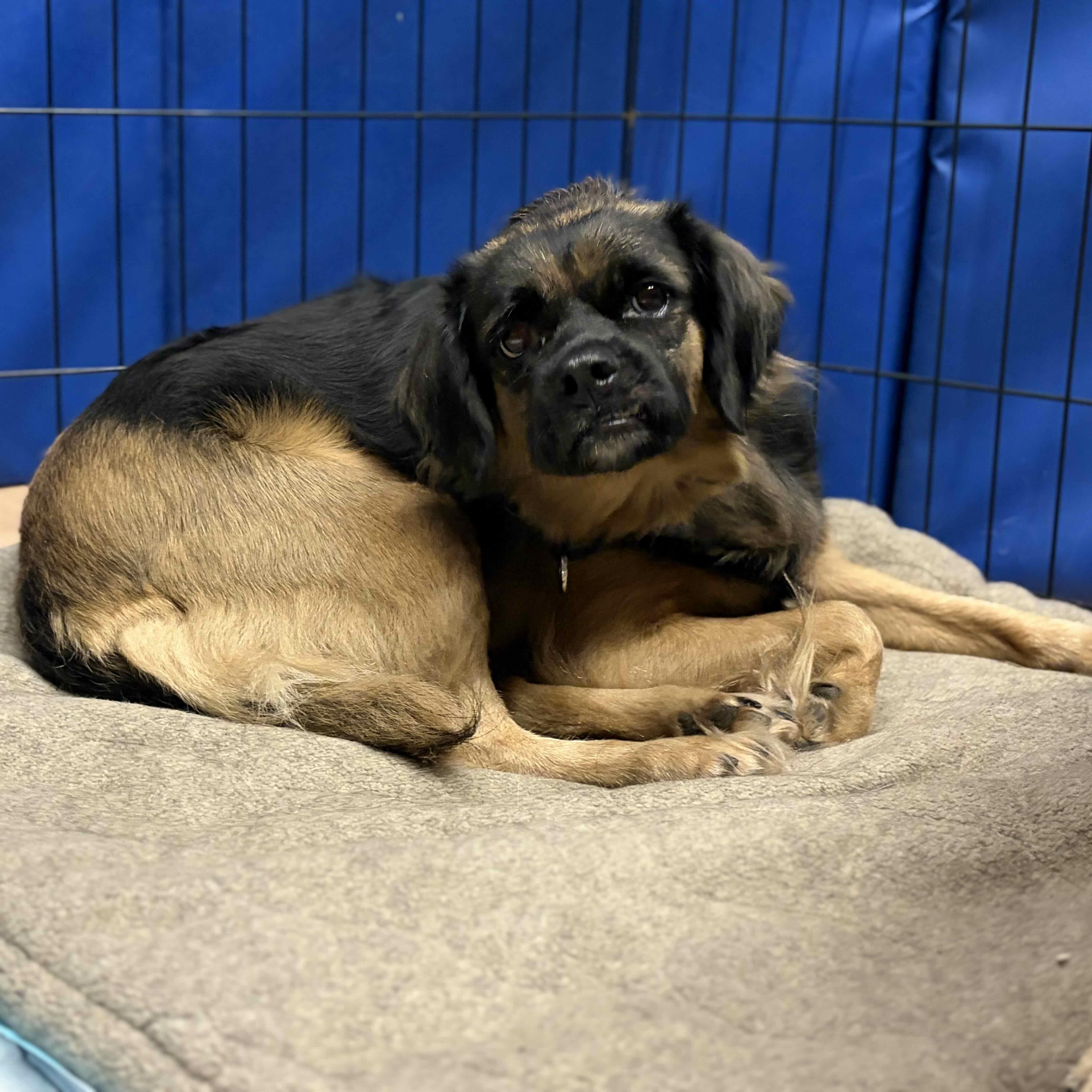 An adult medium-sized female Black Puggle dog named Moira Rose for adoption in Rensselaer, NY