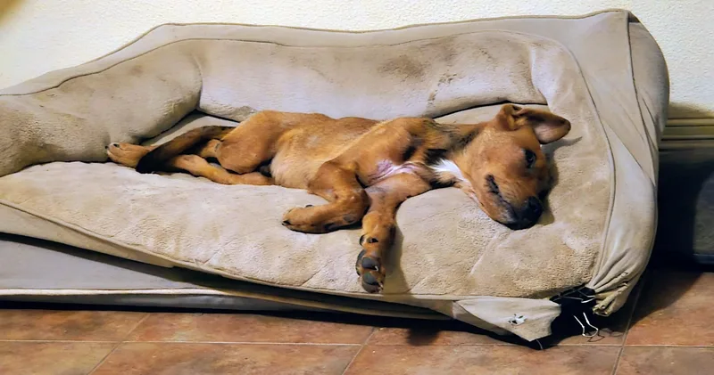 A baby medium-sized male Red / Chestnut / Orange Redbone Coonhound dog named Rowan for adoption in Bella Vista, AR