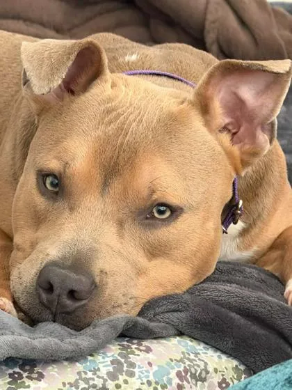 An adult medium-sized male Mixed Breed dog named Kane for adoption in Atlanta, GA