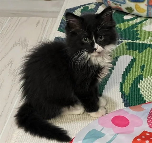 A baby small-sized male Domestic Medium Hair cat named Scallion for adoption in Statesville, NC