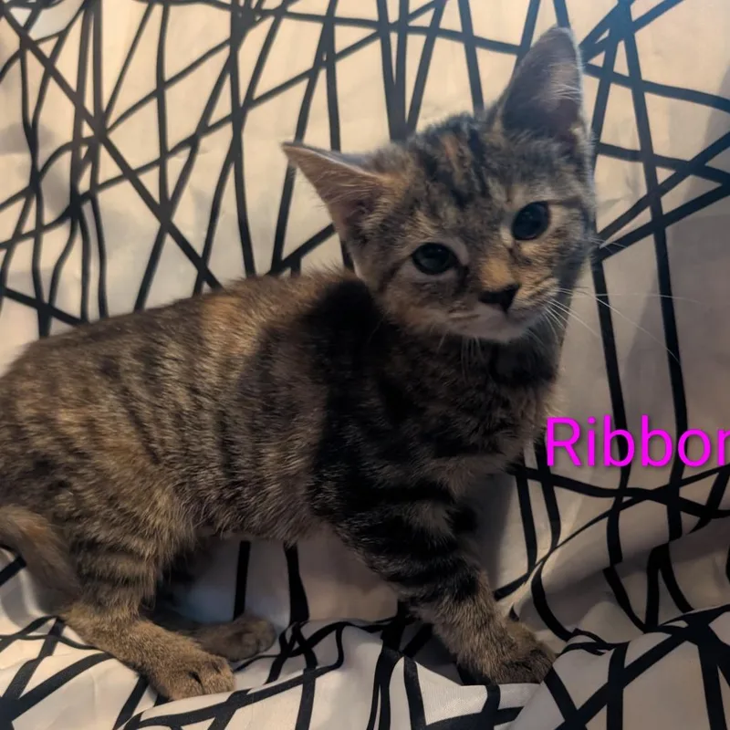 A baby small-sized female Torbie Domestic Short Hair cat named Ribbon for adoption in Carmel, IN