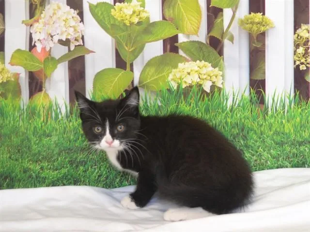 Kohl