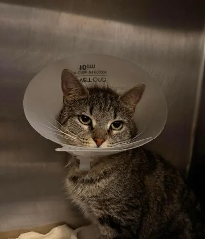 A young large-sized female Brown / Chocolate Domestic Short Hair cat named Cinderella for adoption in Annapolis, MD