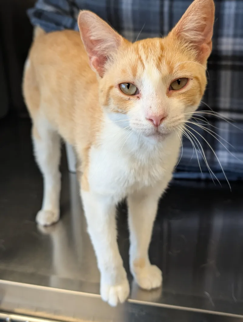 A young medium-sized male Tabby (Orange / Red) Domestic Short Hair cat named Noble for adoption in Jefferson, WI
