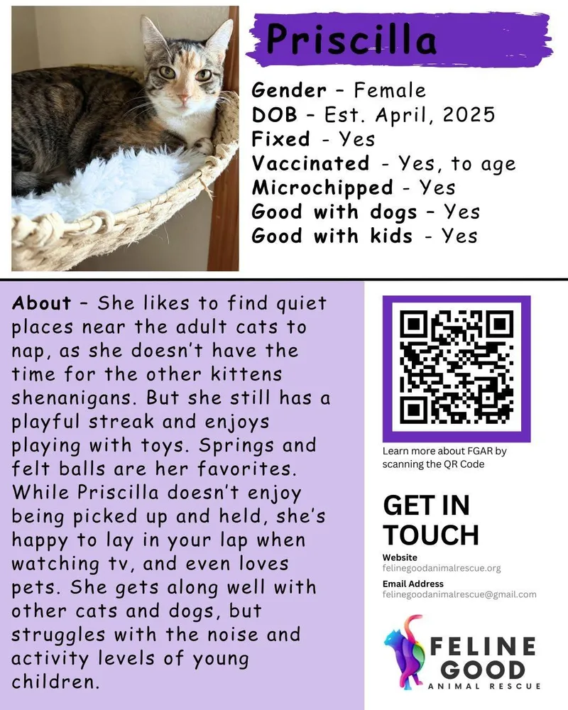 A young medium-sized female Torbie Domestic Short Hair cat named Priscilla for adoption in Eugene, OR