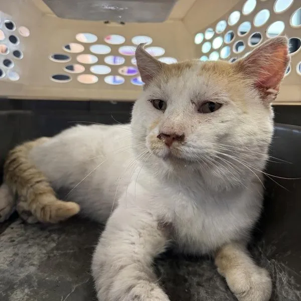 An adult medium-sized male Domestic Short Hair cat named Oscar for adoption in Des Moines, IA