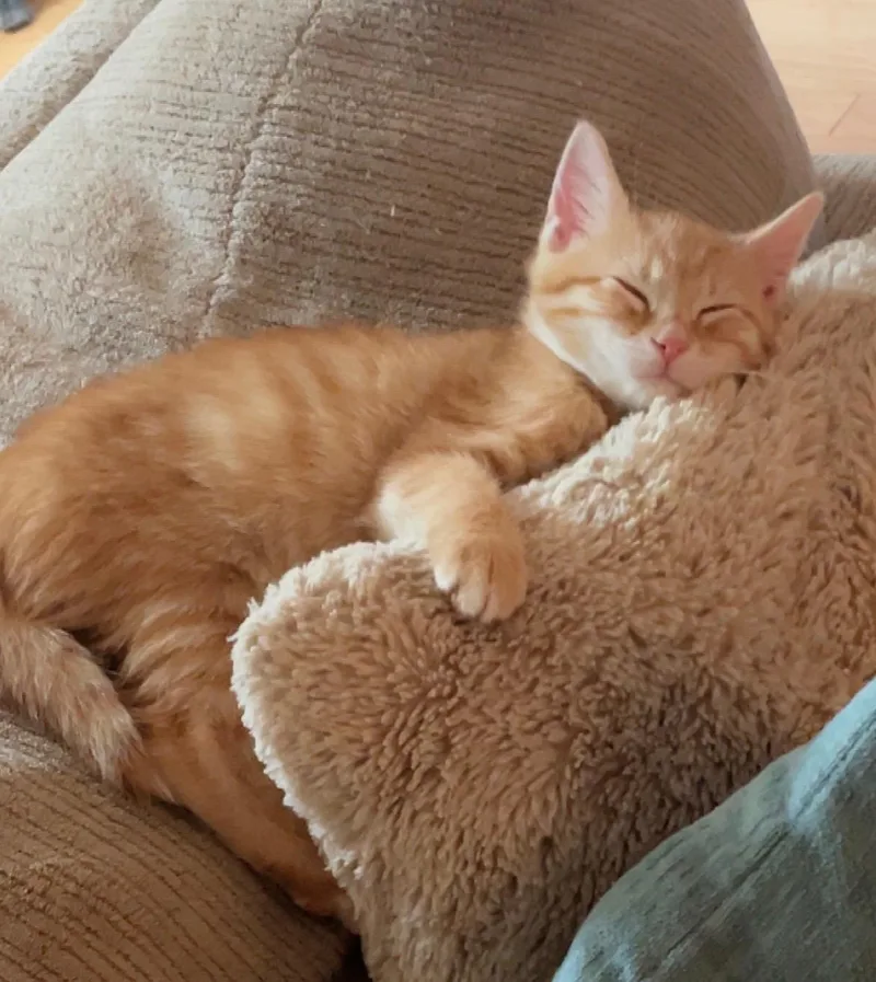 A baby medium-sized male Orange / Red Domestic Short Hair cat named Beau for adoption in Manchester, MD